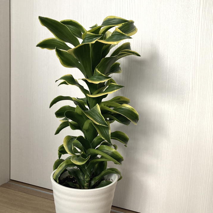 ドラセナ トルネード 6号 斑入り｜観葉10-TU | 観葉・多肉 | 赤塚