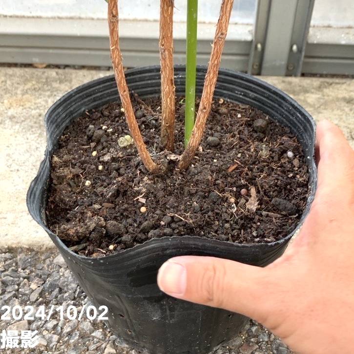 フェイジョア 6号 株立ち仕立て（実生）｜s200｜果樹04-PA | 果樹