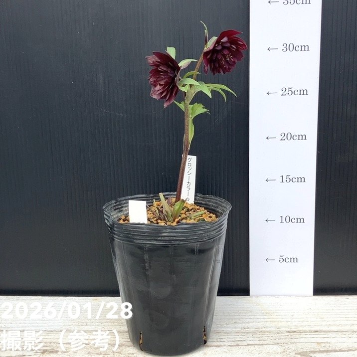 お買い得一点物咲き進み株】加藤農園 クリスマスローズ グロッシー