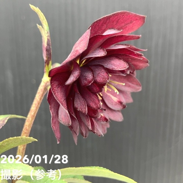 お買い得一点物咲き進み株】加藤農園 クリスマスローズ グロッシー