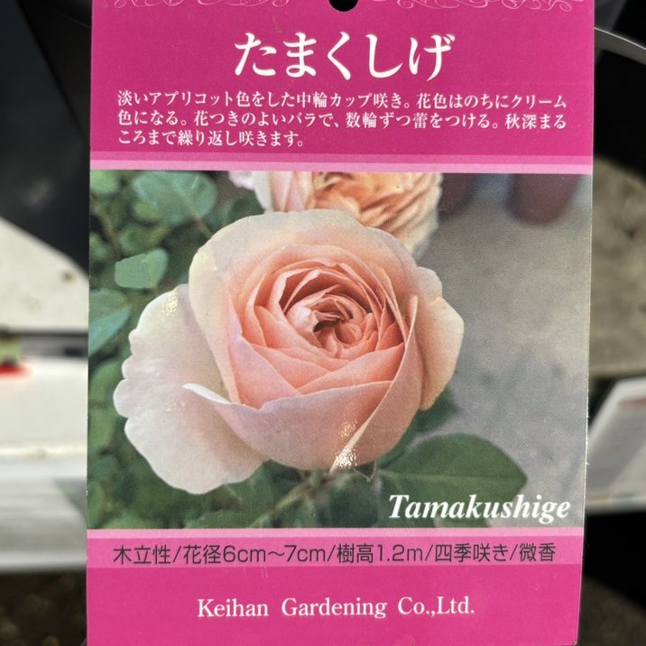 バラ大苗 たまくしげ 7号 京阪園芸｜花木04-PA | 花木・庭木,バラ