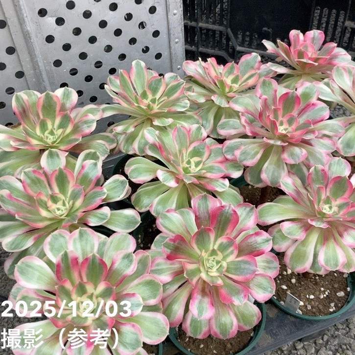 アエオニウム ピンクレディ錦 4号｜観葉04-PA | □キーワードから探す