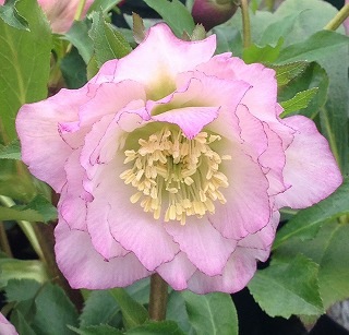 クリスマスローズ 伊勢みやび 3.5号 桃酔｜山野01-D1 | 草花