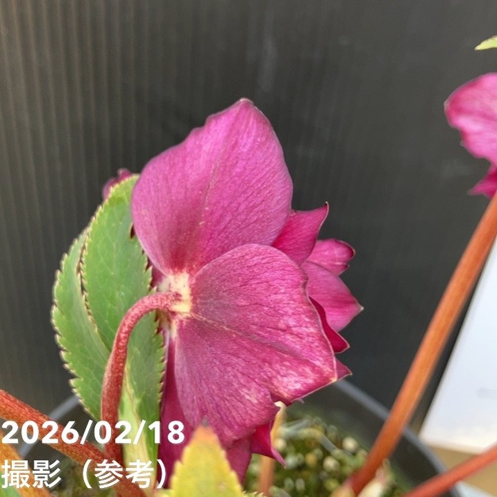 一点物】広瀬園芸 クリスマスローズ 4.5号（HR36）｜山野04-PA | 草花