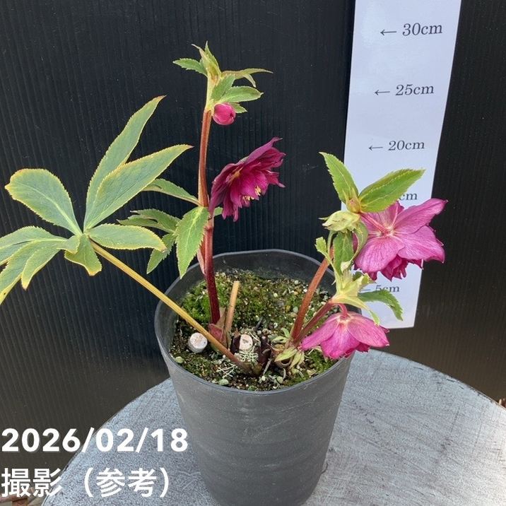 一点物】広瀬園芸 クリスマスローズ 4.5号（HR36）｜山野04-PA | 草花