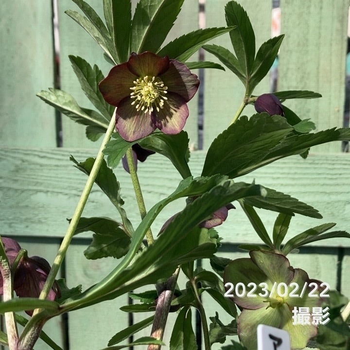 クリスマスローズ 原種 アトロルーベンス 5号｜山野04-PA | 草花