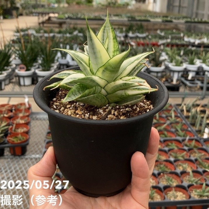 サンスベリア 3.5号 ガブリエラホワイト バリエガータ 斑入り プラ鉢