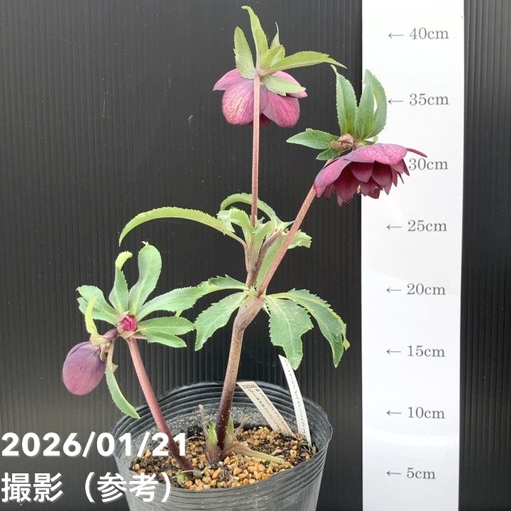 一点物】加藤農園 クリスマスローズ フレグランスクリスマスローズ 4.5