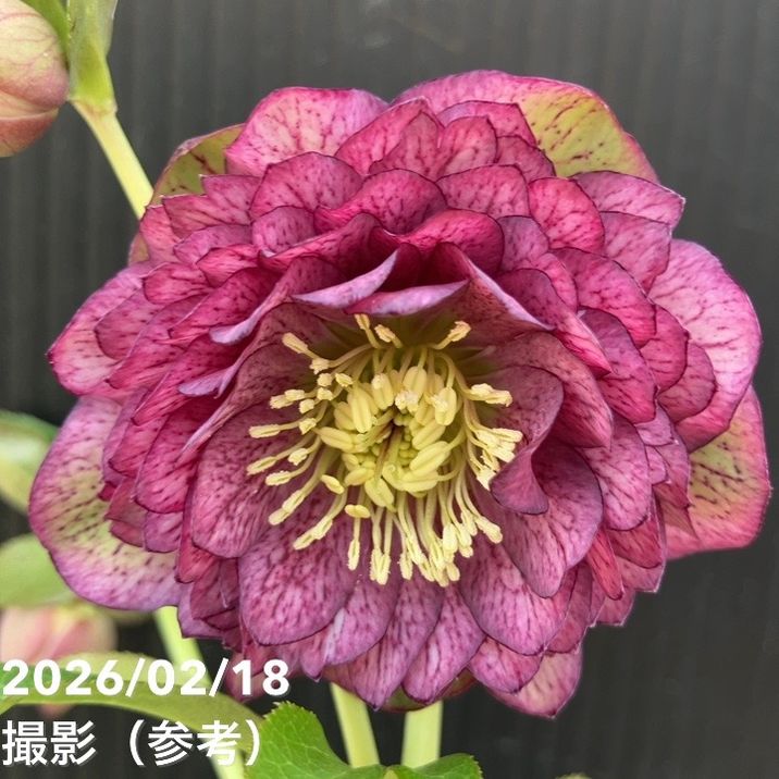 一点物】広瀬園芸 クリスマスローズ 4号（HR38）｜山野04-PA | 草花