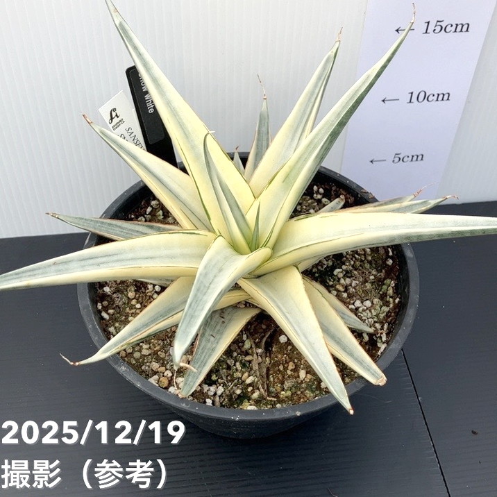 激レア！現品お届け】サンスベリア 6号 スノーホワイト（S179）｜観葉