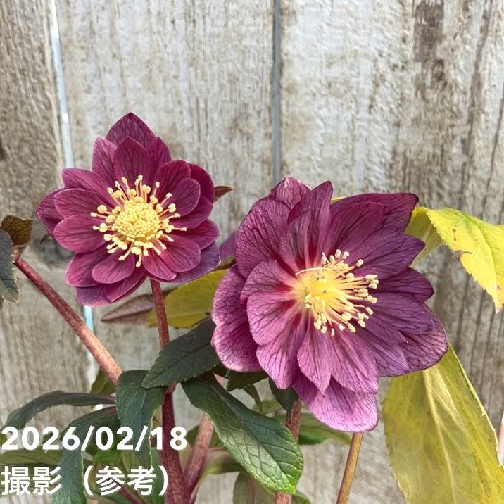 一点物】広瀬園芸 クリスマスローズ 4号（HR39）｜山野04-PA | 草花