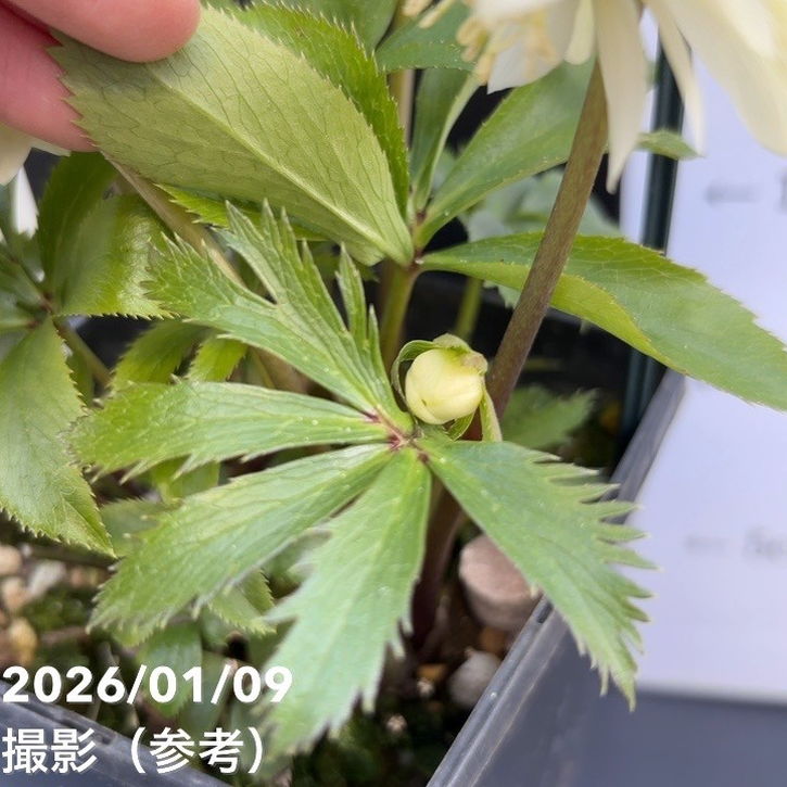 一点物】堀切園 クリスマスローズ ウィンターシンフォニー 静（シズカ