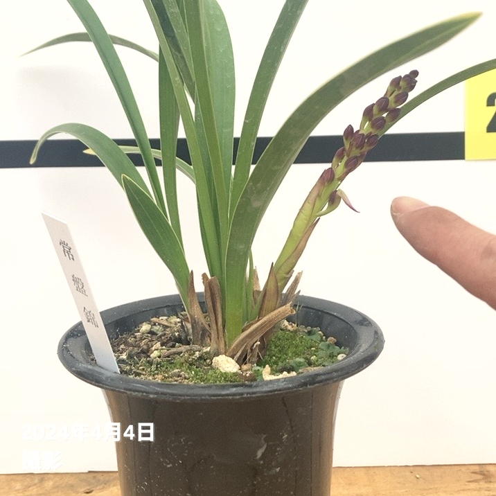 まもなく開花～開花 花芽1個＞キンリョウヘン 4号（常盤錦）｜ミツバチ