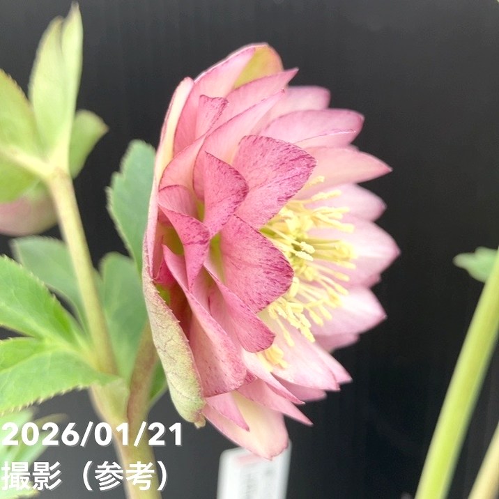 一点物】加藤農園 クリスマスローズ Little Collection 4.5号（KT20