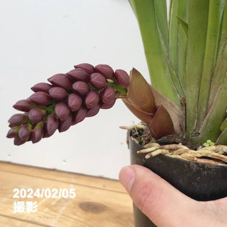 花芽2個＞フォアゴットンフルーツ 4号｜ミツバチ蘭｜洋蘭10-TU | 草花