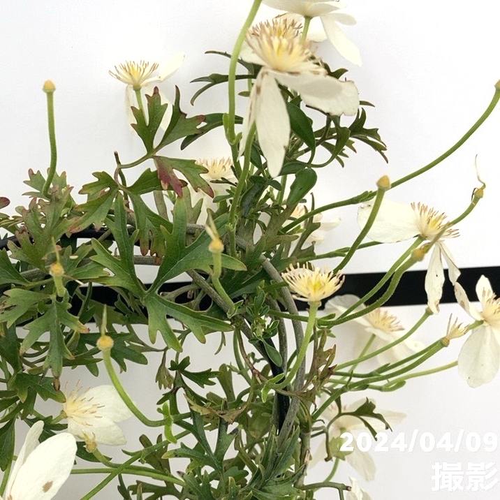 お買い得 訳あり】常緑クレマチス カートマニージョー 5号（ハート