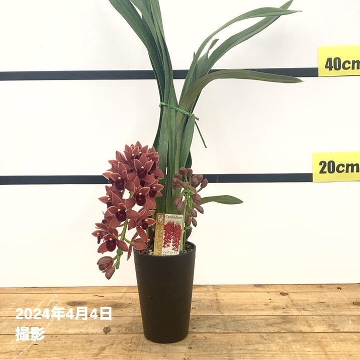 開花中 花芽2個付き＞フォアゴットンフルーツ 3.5号｜ミツバチ蘭｜洋蘭