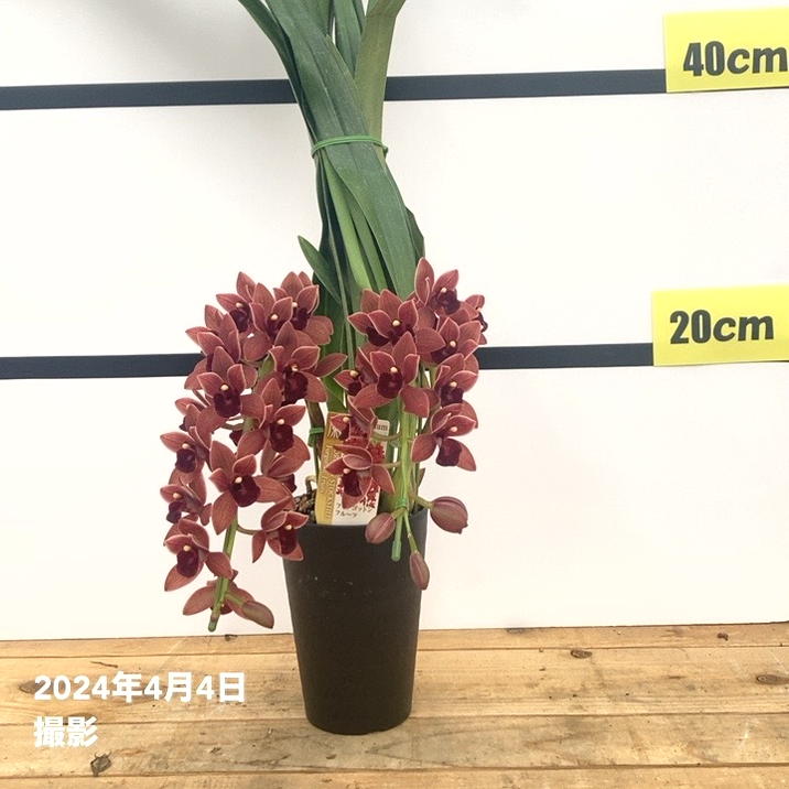 開花中 花芽2個付き＞フォアゴットンフルーツ 3.5号｜ミツバチ蘭｜洋蘭