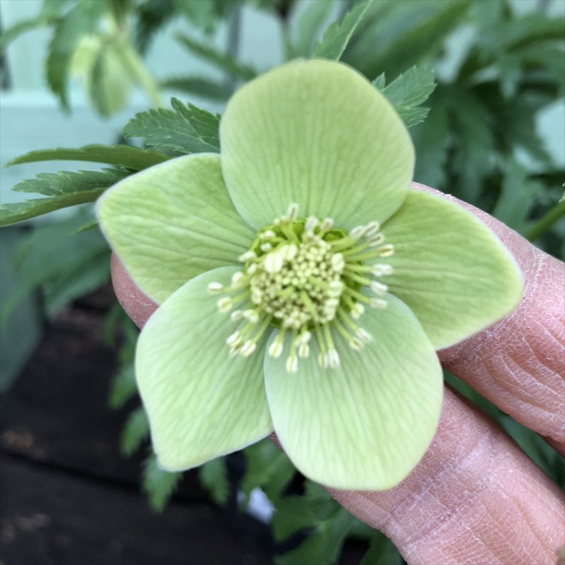 クリスマスローズ ボッコネイ 4号ポット｜山野04-PA | 草花,クリスマス