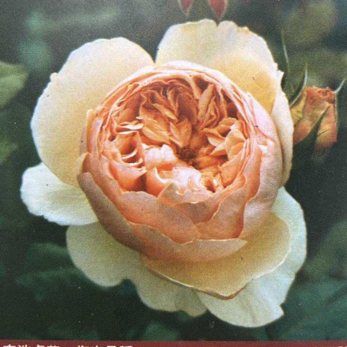 バラ大苗 真宙（まそら） 7号ロングスリット鉢 禅ローズ｜花木04-PA