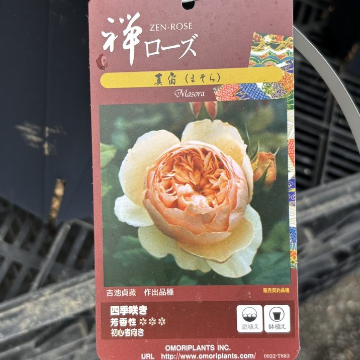 バラ大苗 真宙（まそら） 7号ロングスリット鉢 禅ローズ｜花木04-PA
