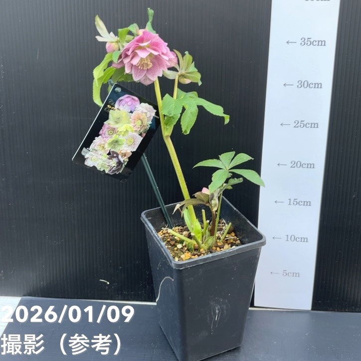 お買い得一点物咲き進み株】堀切園 クリスマスローズ ウィンター