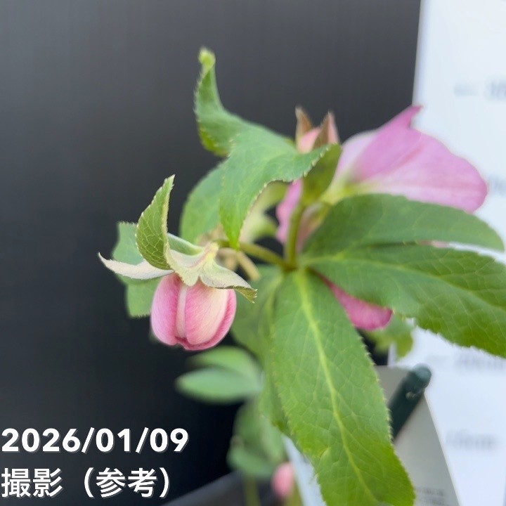 クリスマスローズ ウィンターシンフォニー ピンク フラッシュ dd 7号苗