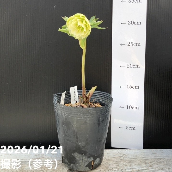 一点物】加藤農園 クリスマスローズ フレグランスクリスマスローズ 4.5