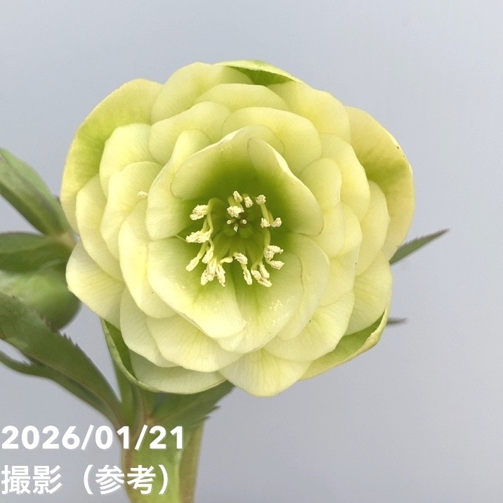 一点物】加藤農園 クリスマスローズ フレグランスクリスマスローズ 4.5