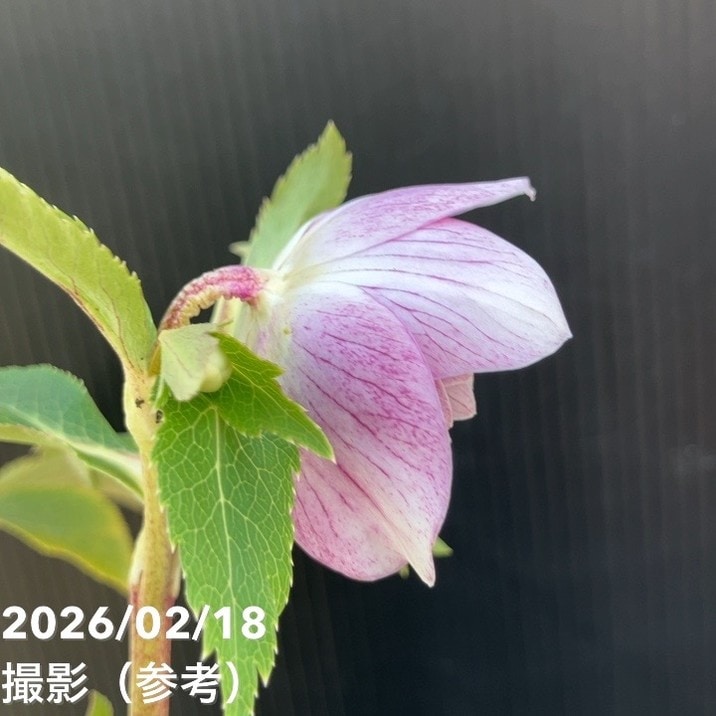 一点物】広瀬園芸 クリスマスローズ 4.5号（HR33）｜山野04-PA | 草花