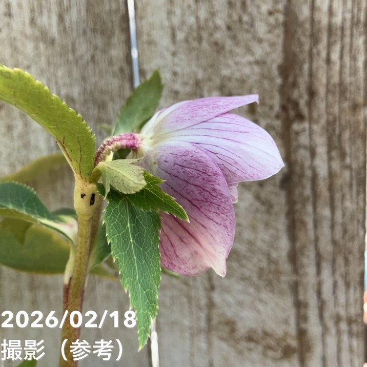 一点物】広瀬園芸 クリスマスローズ 4.5号（HR33）｜山野04-PA | 草花