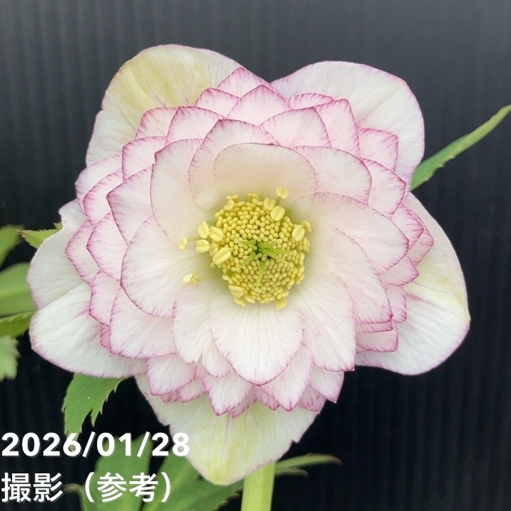 お買い得一点物咲き進み株】加藤農園 クリスマスローズ アフロディーテ