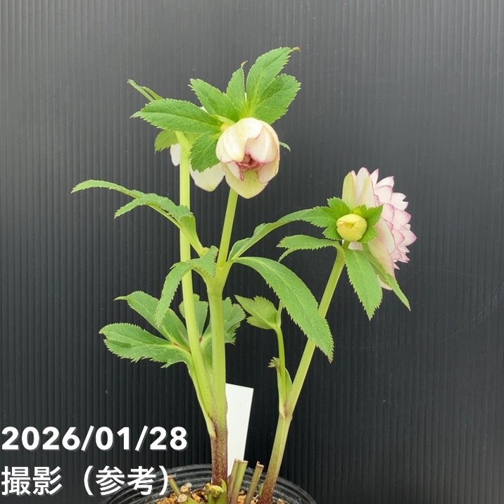 お買い得一点物咲き進み株】加藤農園 クリスマスローズ アフロディーテ