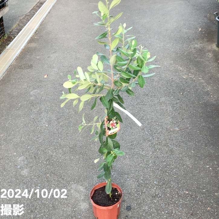 フェイジョア マンモス 6号スリット鉢（接木）｜s200｜果樹04-PA