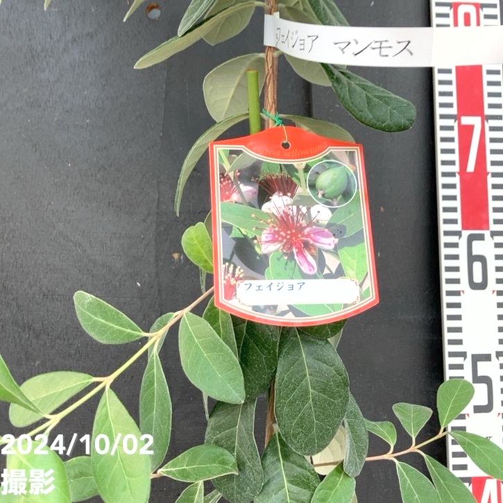 フェイジョア マンモス 6号スリット鉢（接木）｜s200｜果樹04-PA