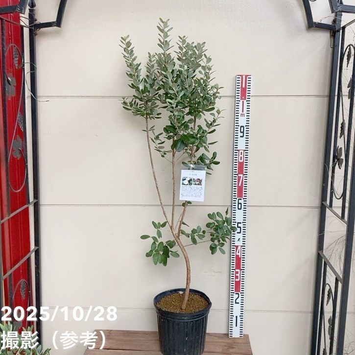 フェイジョア クーリッジ 8号｜s200｜果樹04-PA | 果樹 | 赤塚植物園