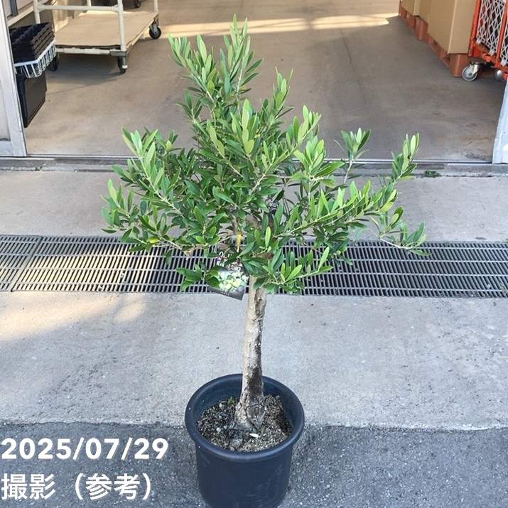 現品お届け】オリーブ 8号 ネバディロブランコ｜果樹10-TU | 果樹