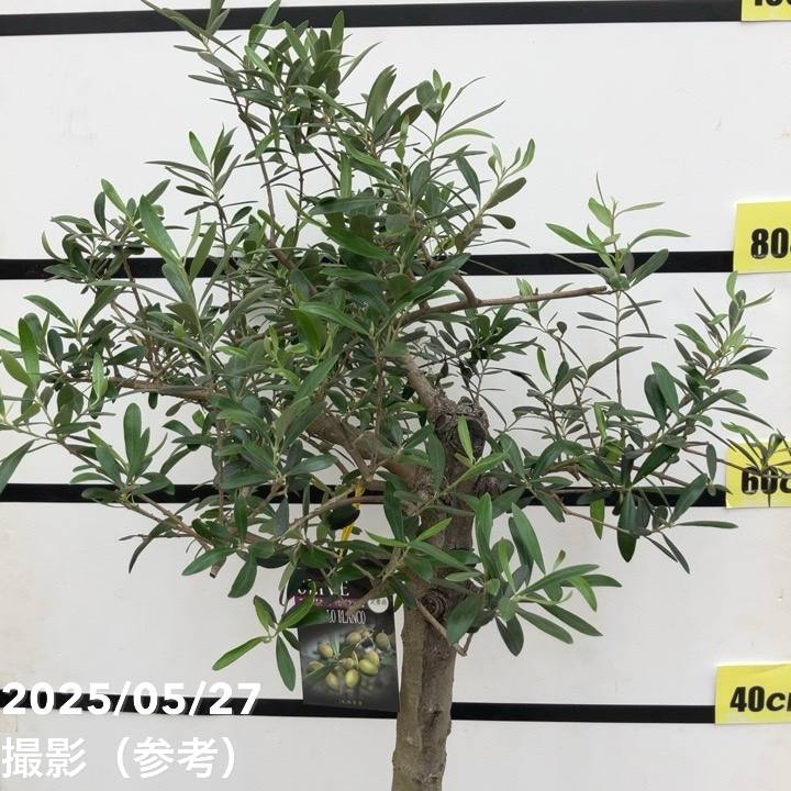 現品お届け】オリーブ 8号 ネバディロブランコ｜果樹10-TU | 果樹