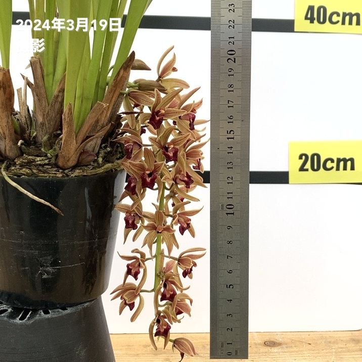 まもなく開花～開花中 花芽5個以上＞ミスマフェット 4号｜ミツバチ蘭