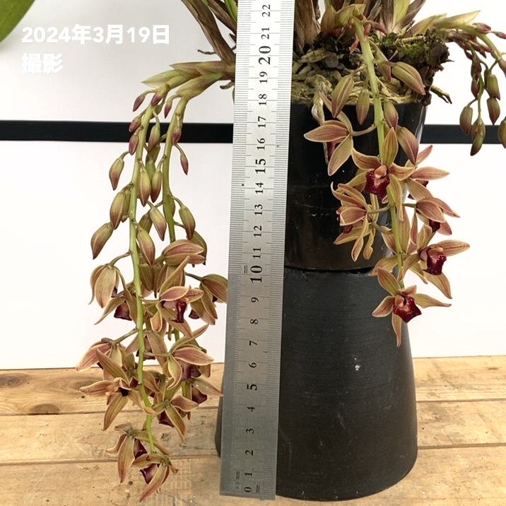 4寸。花芽合計19個。5鉢セット。ミスマフェット。蜜蜂誘引蘭。日本蜜蜂