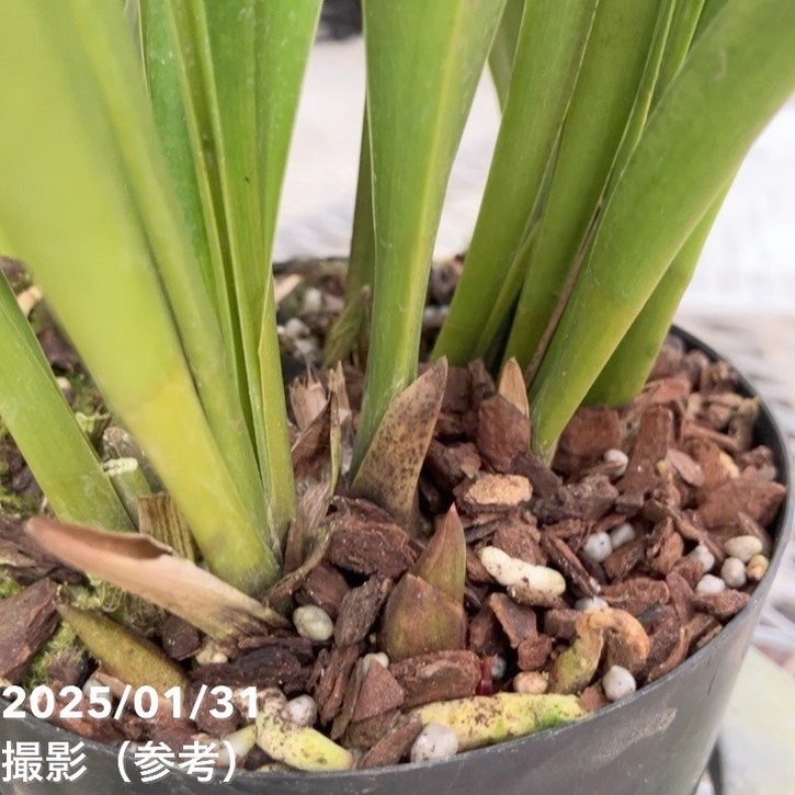 花芽3個＞ミスマフェット 4号｜ミツバチ蘭｜洋蘭10-TU | 草花,蘭