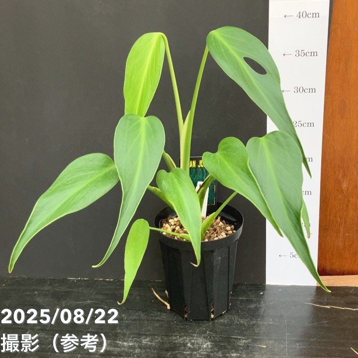 現品お届け】モンステラ ディラセラータ バールマルクス フレーム