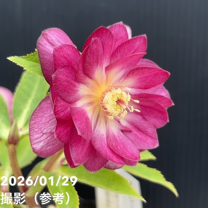 お買い得一点物咲き進み株】加藤農園 クリスマスローズ グロッシー