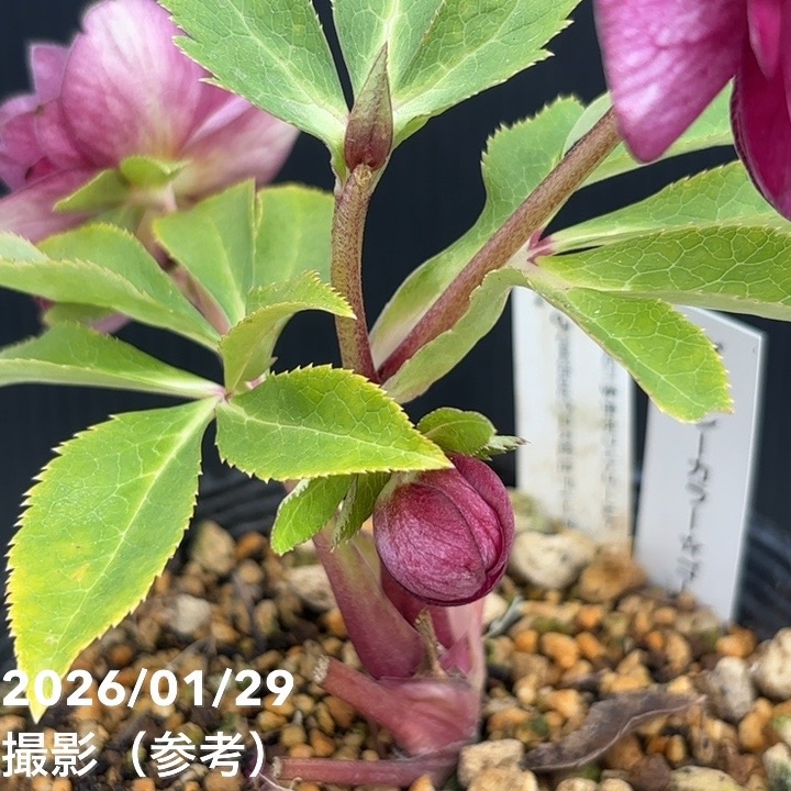 お買い得一点物咲き進み株】加藤農園 クリスマスローズ グロッシー