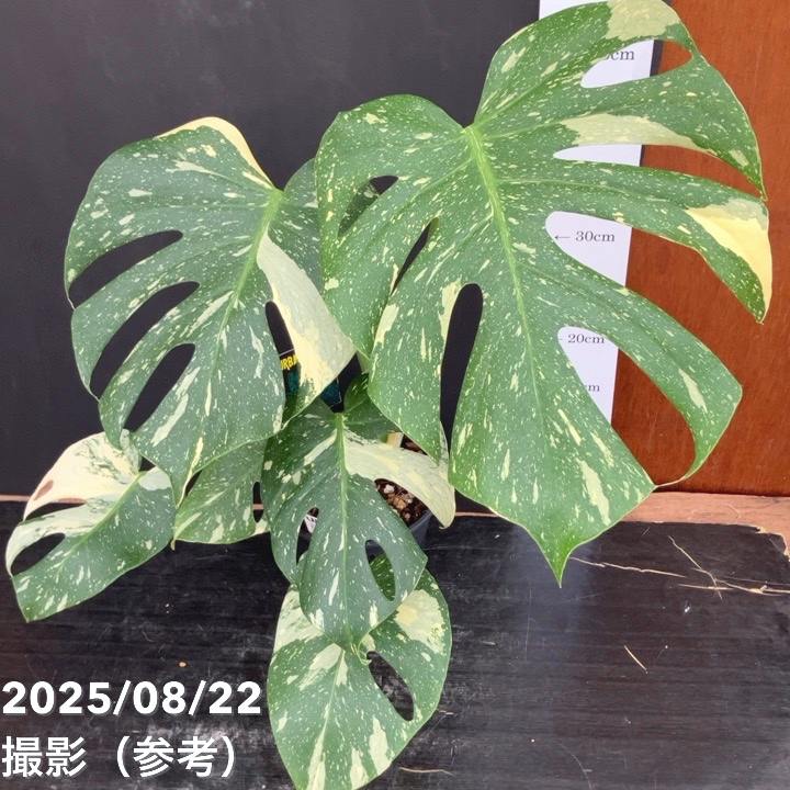 現品お届け】モンステラ タイコンステレーション Monstera deliciosa