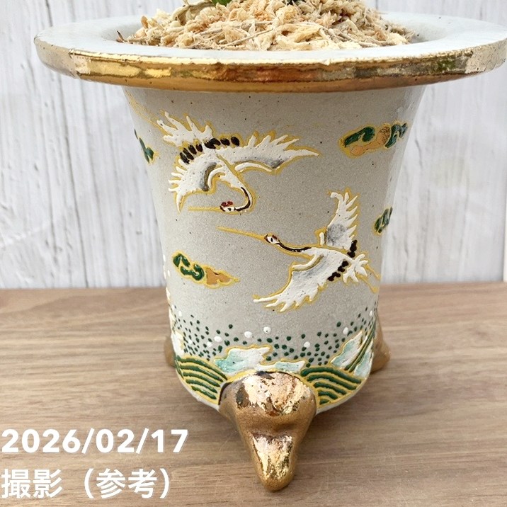 現品お届け】豊明園 万年青 オモト 雪雷（せつらい）錦鉢（O67）｜観葉