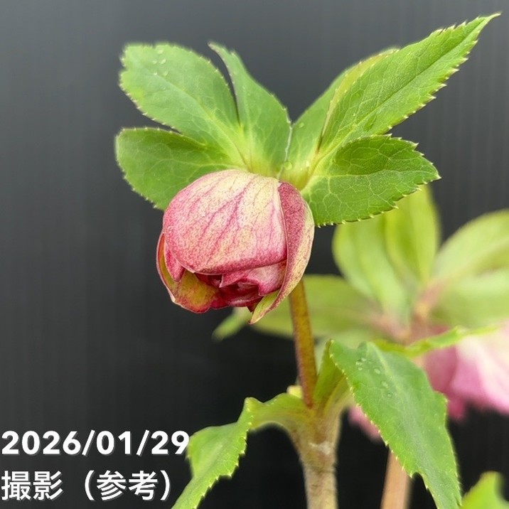 お買い得一点物咲き進み株】加藤農園 クリスマスローズ グロッシー