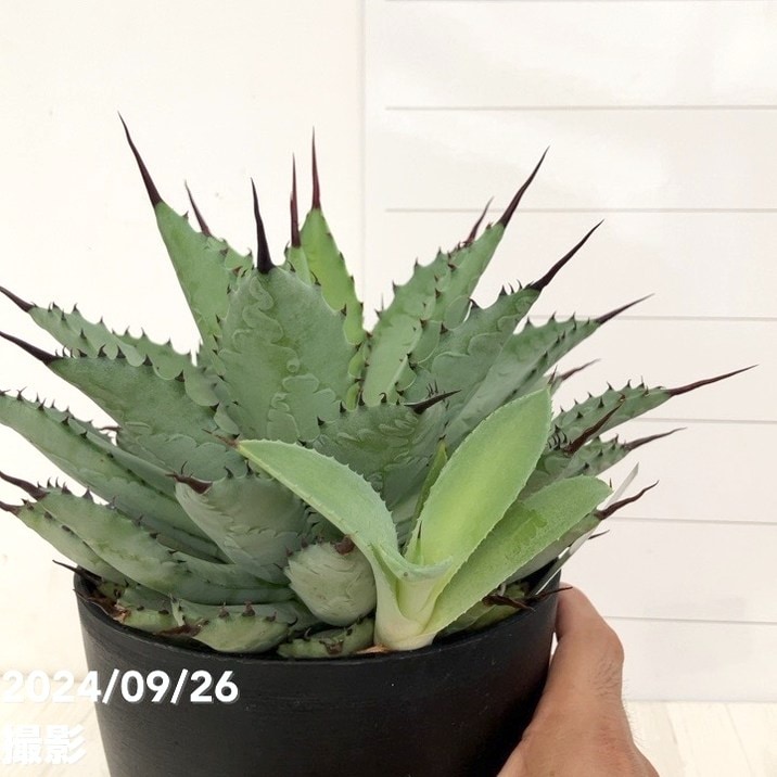 anemone 復刻版 鮮異の古代生物 ソマチッド anemone 復刻版 鮮異の古代