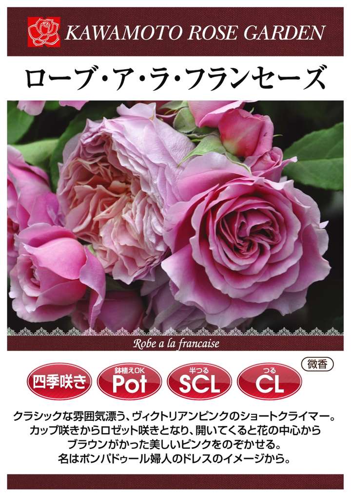 バラ大苗 ローブ・ア・ラ・フランセーズ 7号ロングスリット鉢 河本バラ