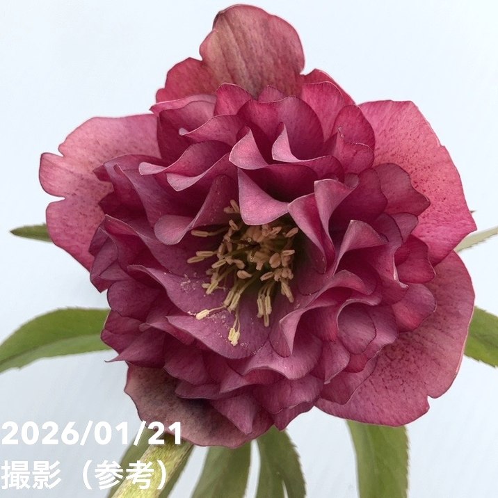 お買い得一点物咲き進み株】加藤農園 クリスマスローズ アンティーク